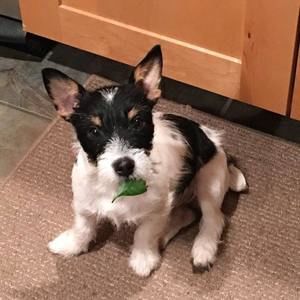 Meet your Posher, Patty